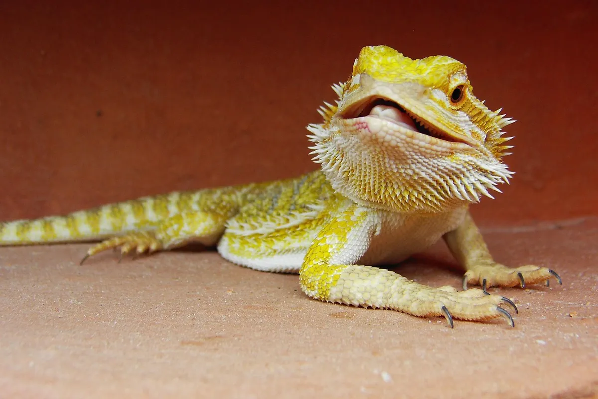 Close-up of a yellow bearded dragon with spiky beard resting on a tan surface, showing textured scales and an alert expression.