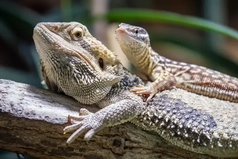 Two bearded dragons lounging on a textured tree branch; a larger dragon in the foreground and a smaller dragon resting on its back, showcasing their rough, spiny scales.