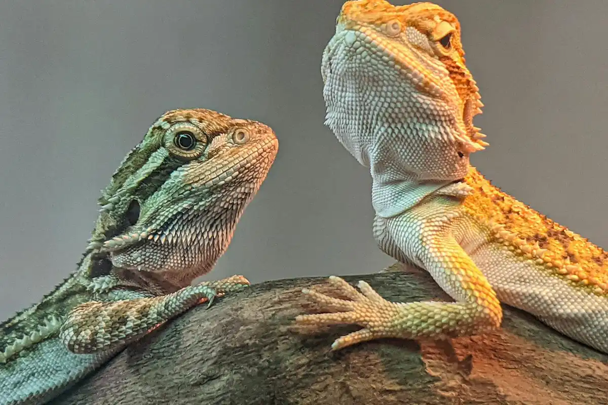 Two bearded dragons perched on a rock, one with dark markings and the other with a lighter orange hue, looking alert.
