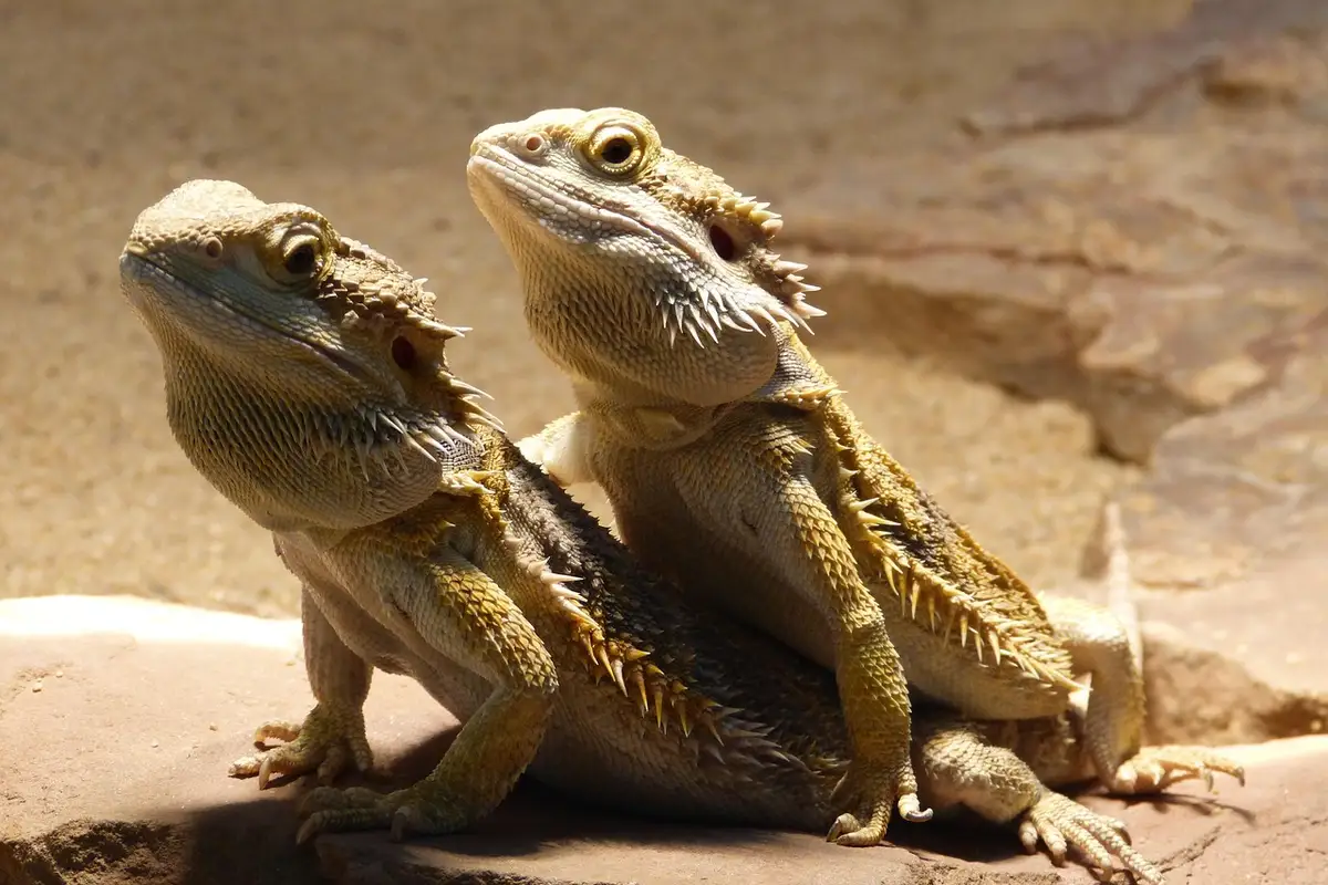 Two bearded dragons perched on rocks, basking and alert during quarantine.