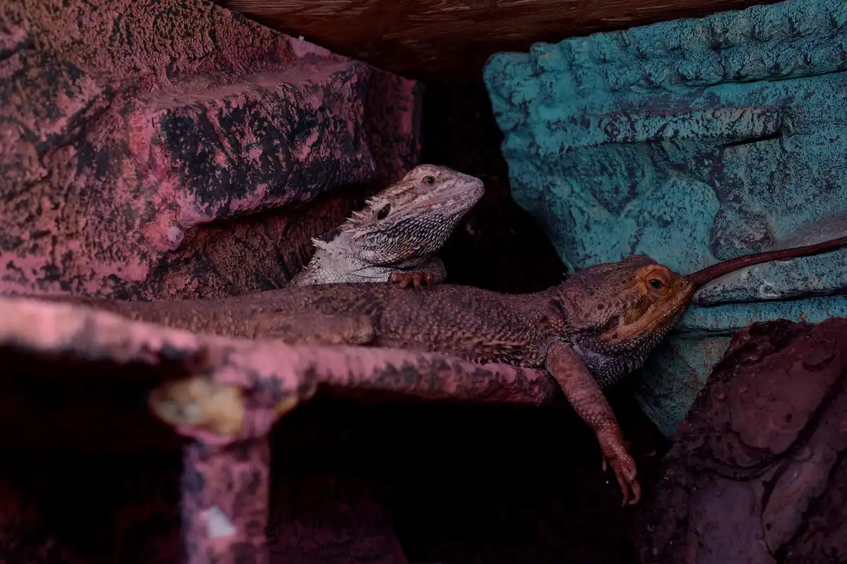 Two bearded dragons bask on a rocky ledge inside a terrarium, with warm pink and blue lighting.