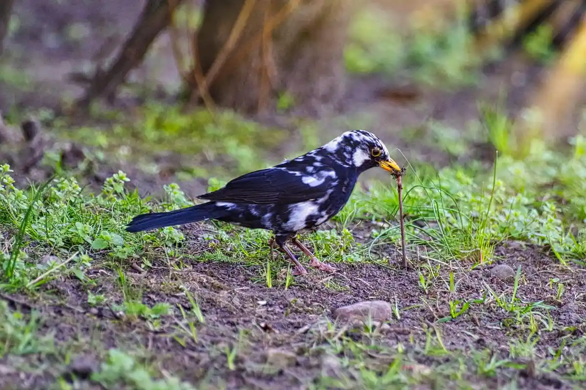 Small black-and-white bird foraging on bare soil with sparse green vegetation nearby.