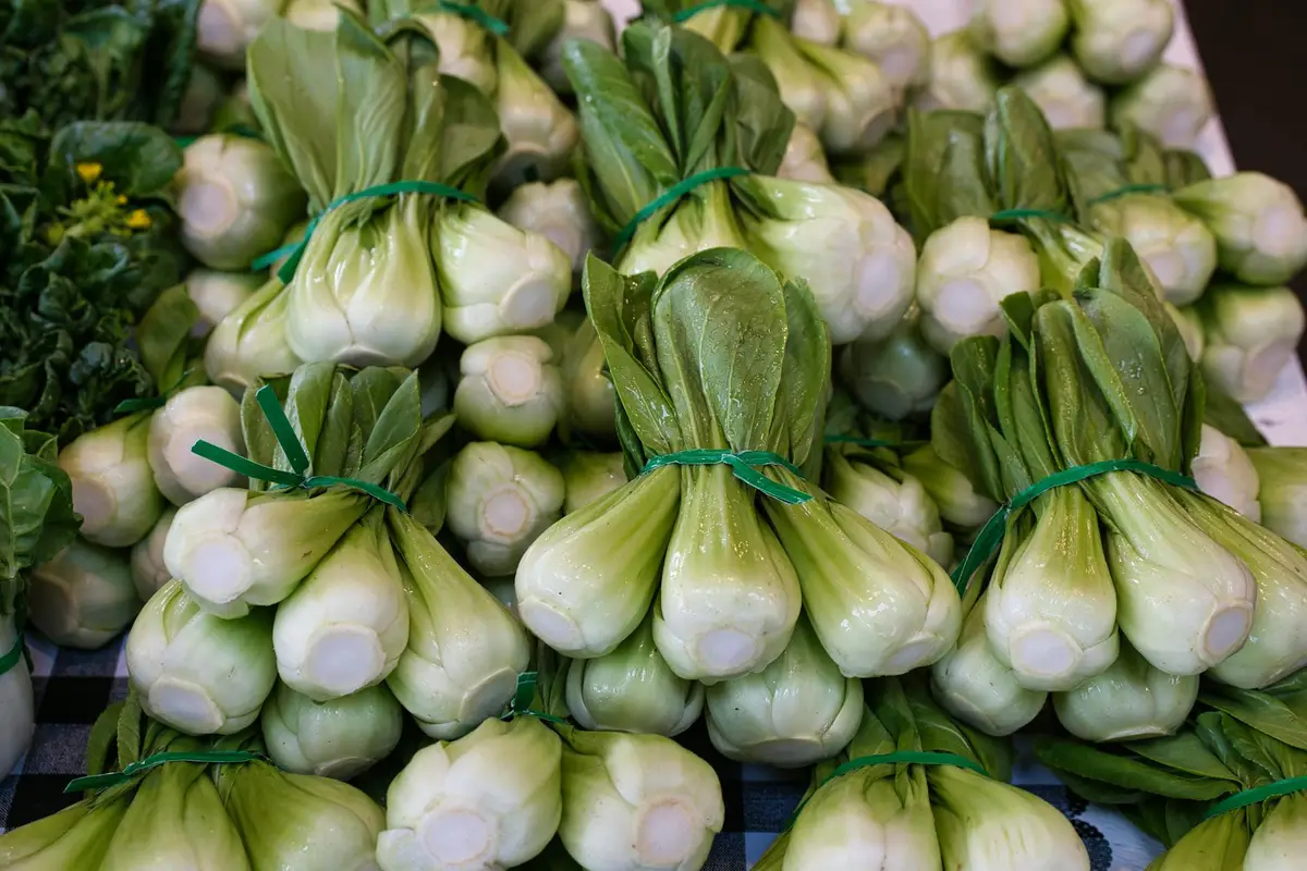 Bundles of fresh bok choy with white stalks and dark green leaves tied with green ties.