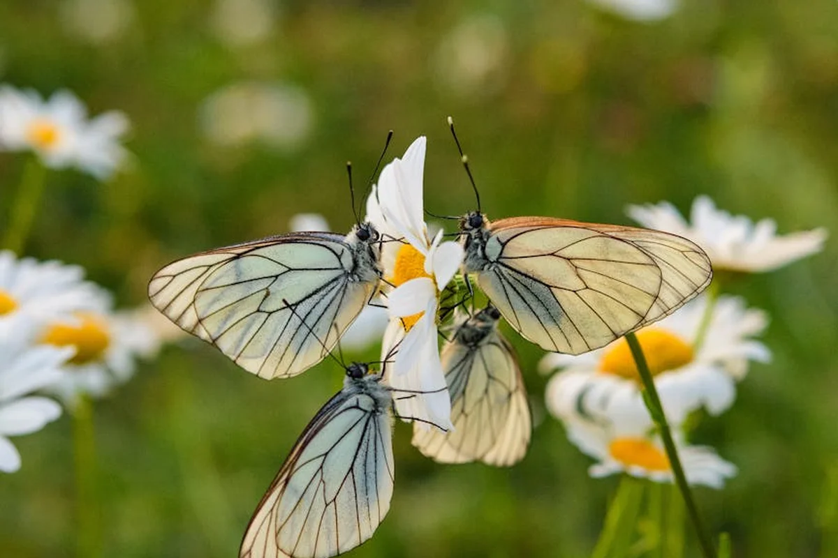 Three pale butterflies perched on white daisies in a sunlit field