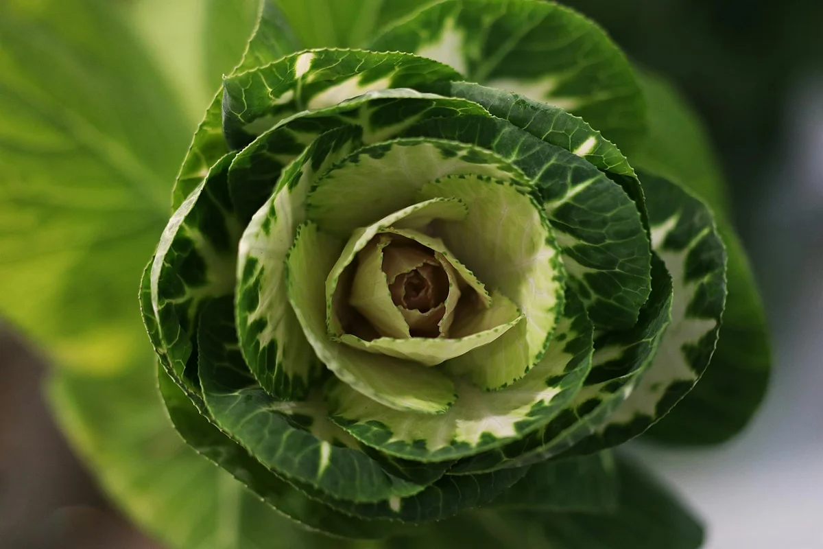 Close-up of a fresh green cabbage head with layered leaves