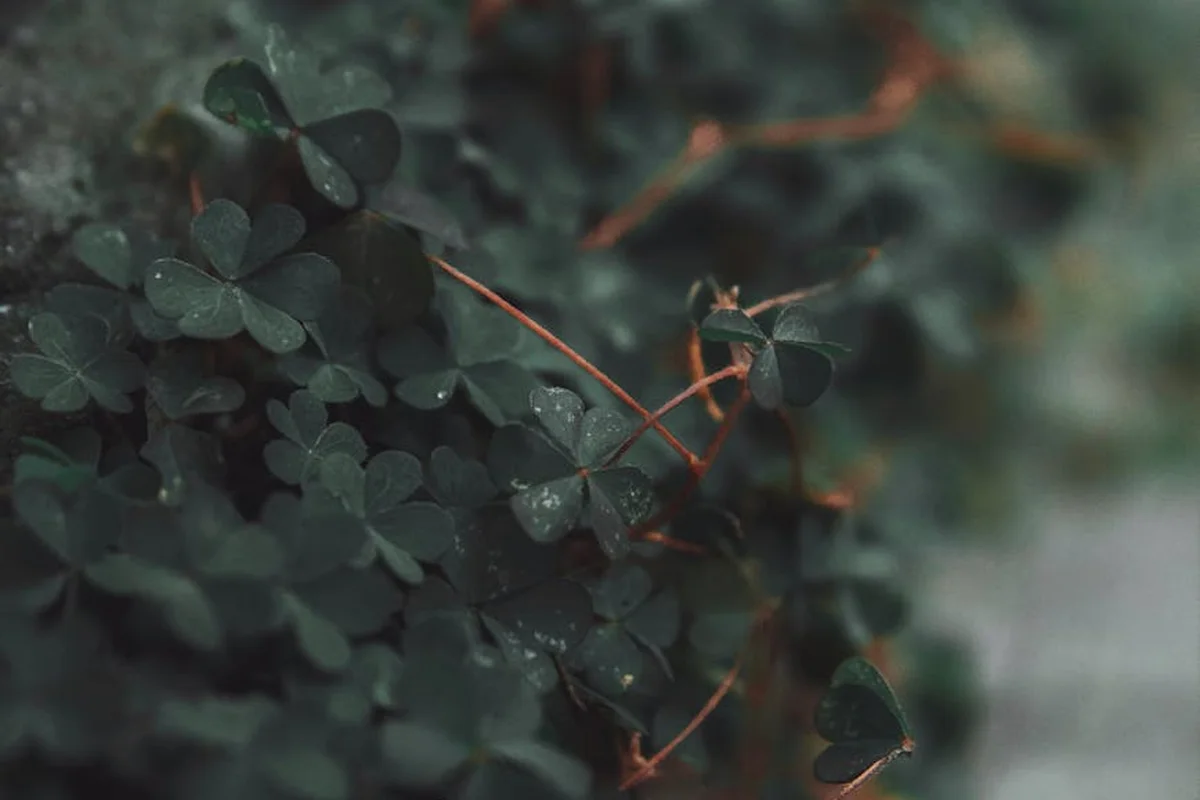 Close-up of clover leaves and thin stems on a blurred background, illustrating clover as a leafy greens option for bearded dragons.