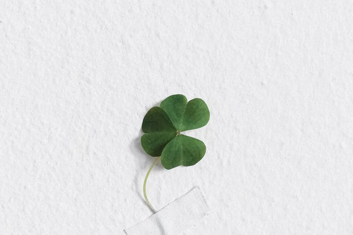 Close-up of a fresh green three-leaf clover on a white textured background