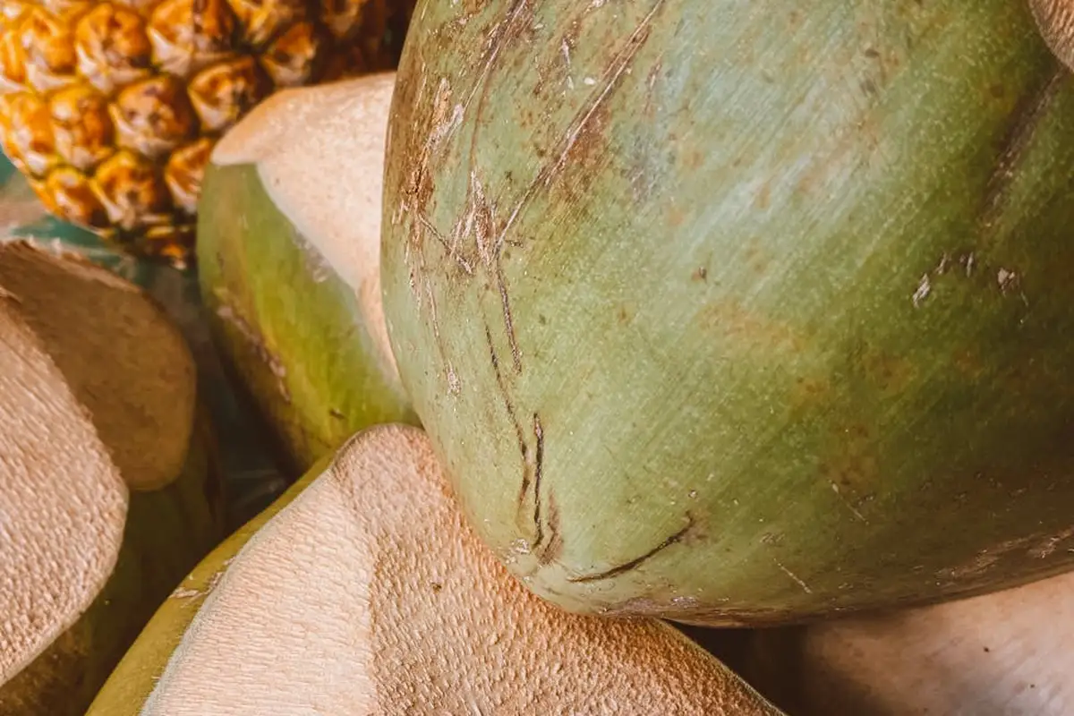 Close-up of fresh coconuts with green husks and exposed white flesh, illustrating coconut as a potential food for bearded dragons.