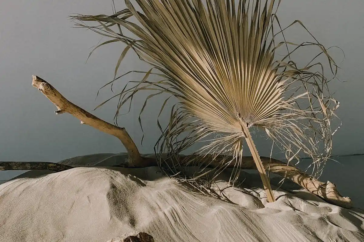 Desert-themed enclosure with a weathered branch and a dried palm frond resting on pale sand.