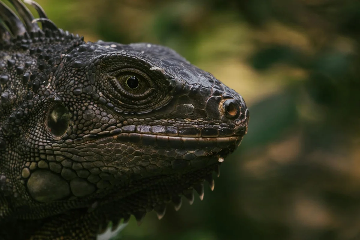 Close-up of a crocodilian head with rugged scales and a dark eye.