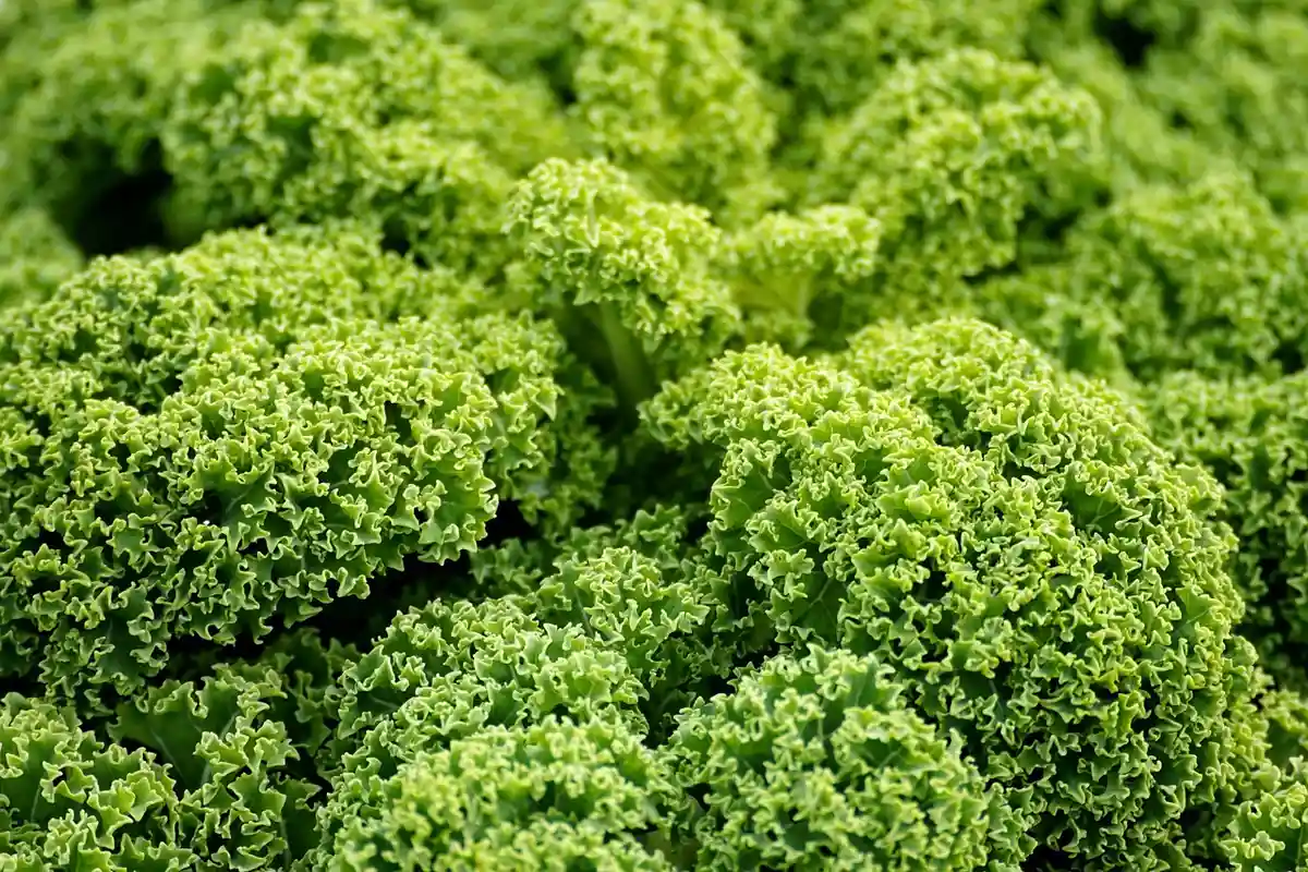 Close-up of vibrant curly kale leaves