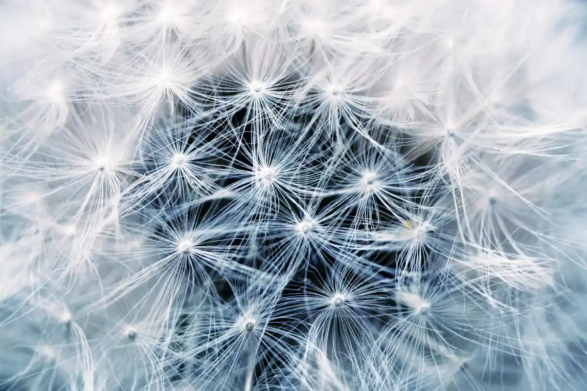 Close-up of a dandelion seed head with delicate white parachute-like seeds radiating outward
