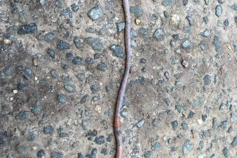 Earthworm on a rough concrete surface