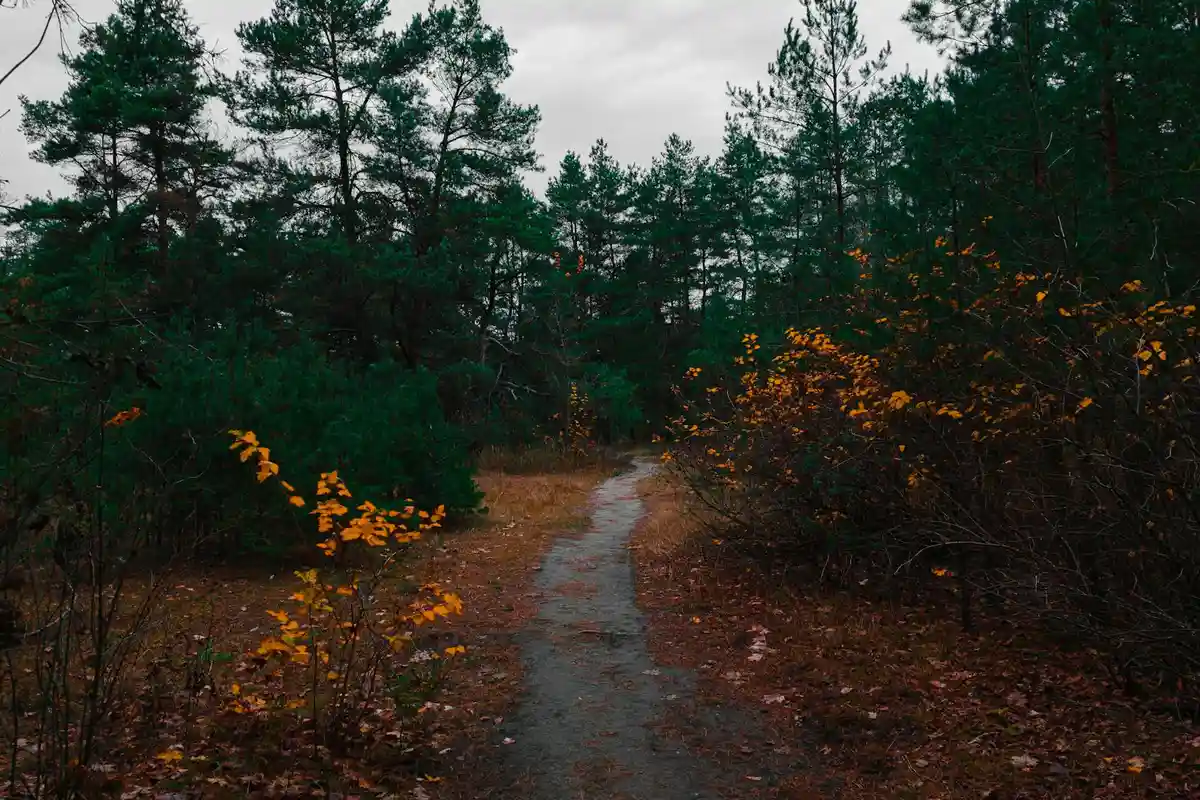 A narrow forest path lined with trees and orange-brown autumn leaves on the ground.