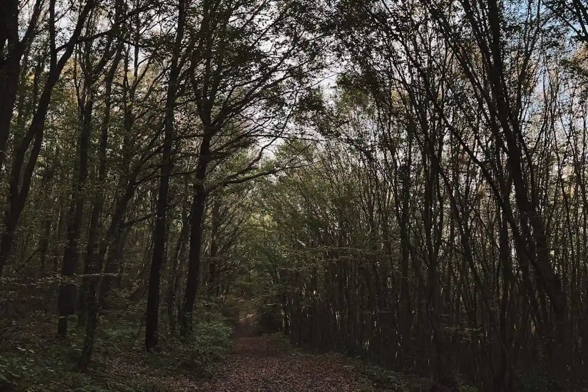 Shaded forest path with tall trees forming a canopy