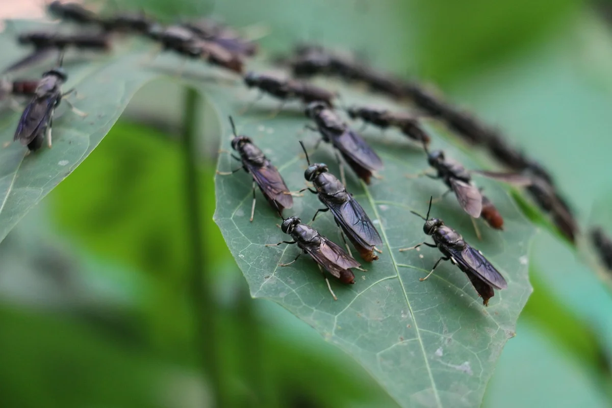 Close-up of several small fruit flies perched on a green leaf with a curved stem in the background.