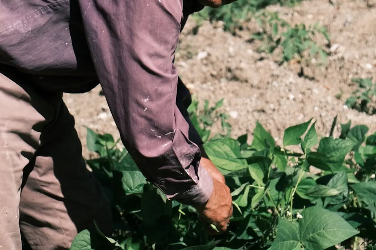 Person tending to green bean plants in a garden with fresh beans visible on the plant