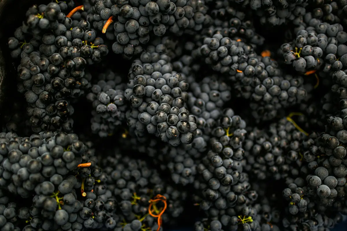 Close-up of a cluster of dark purple grapes