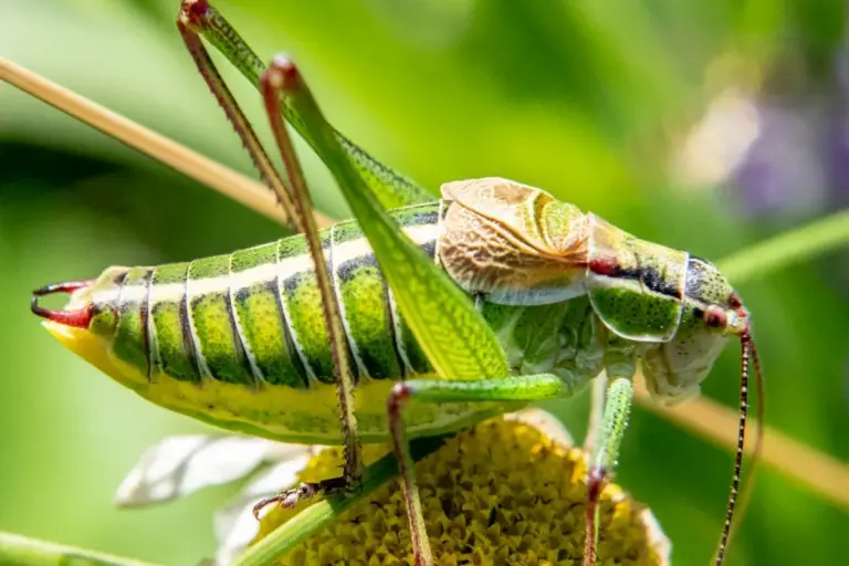 Close-up of a green katydid (grasshopper) perched on a plant stem