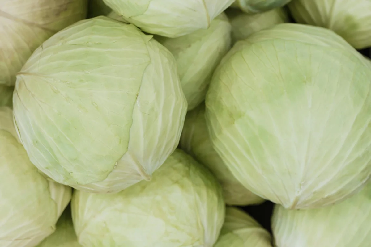 Close-up of fresh green cabbages with pale green leaves