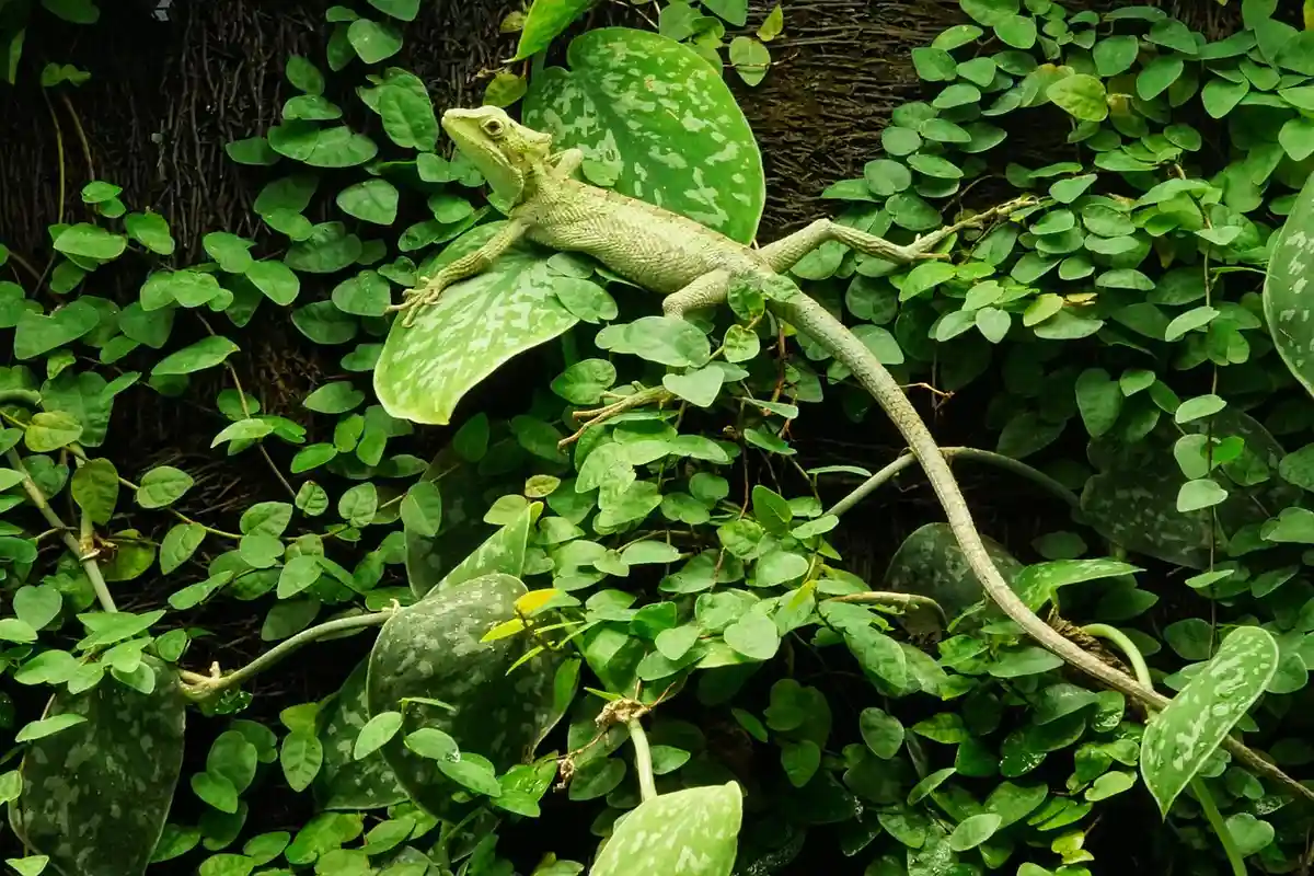 A green lizard perched on dense green vines and leaves.