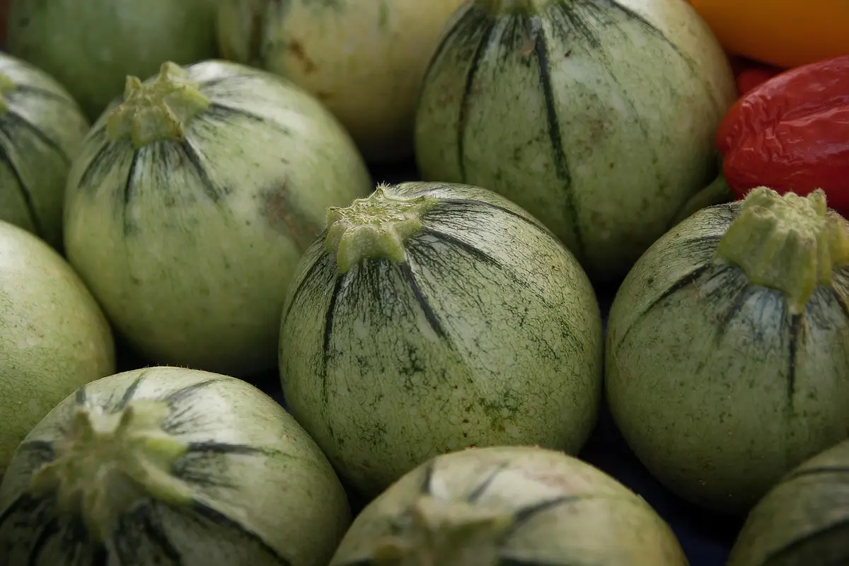 Close-up of several green round cucumbers with light and dark markings and short stems.