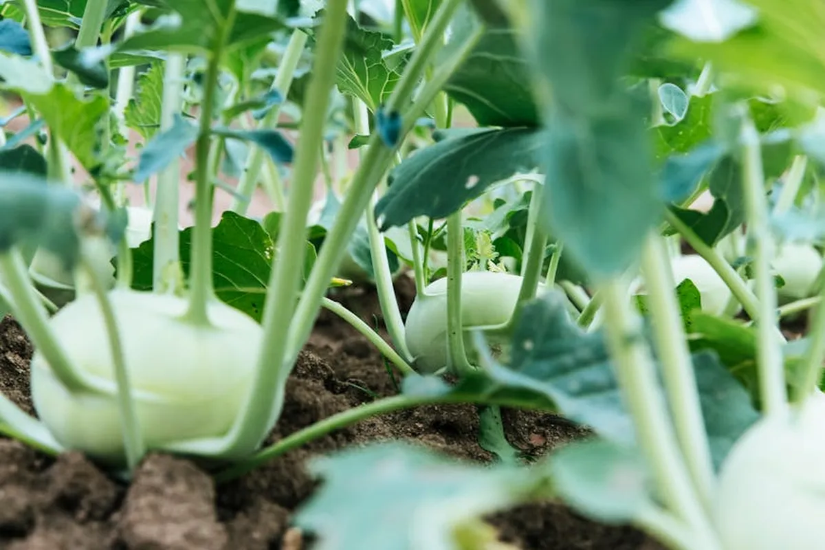 Close-up of green leafy vegetables with thick pale stems growing in a soil bed