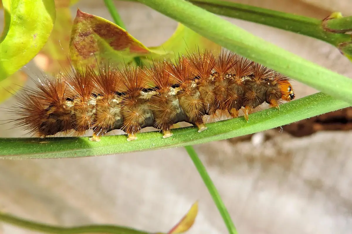 Close-up of a fuzzy orange-brown caterpillar with spiky bristles crawling along a green plant stem.