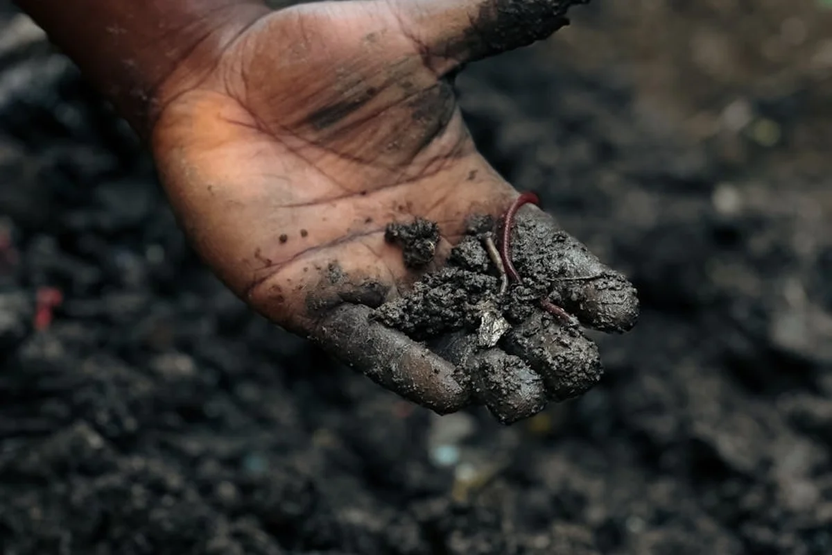 Dirty hand holding several earthworms over dark soil, ready to feed a bearded dragon.