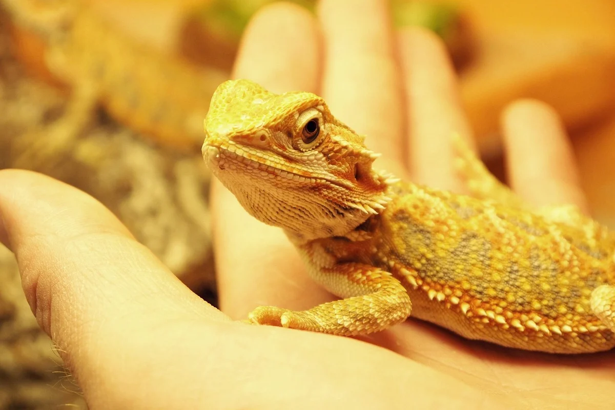 Close-up of a juvenile bearded dragon perched on a human hand.