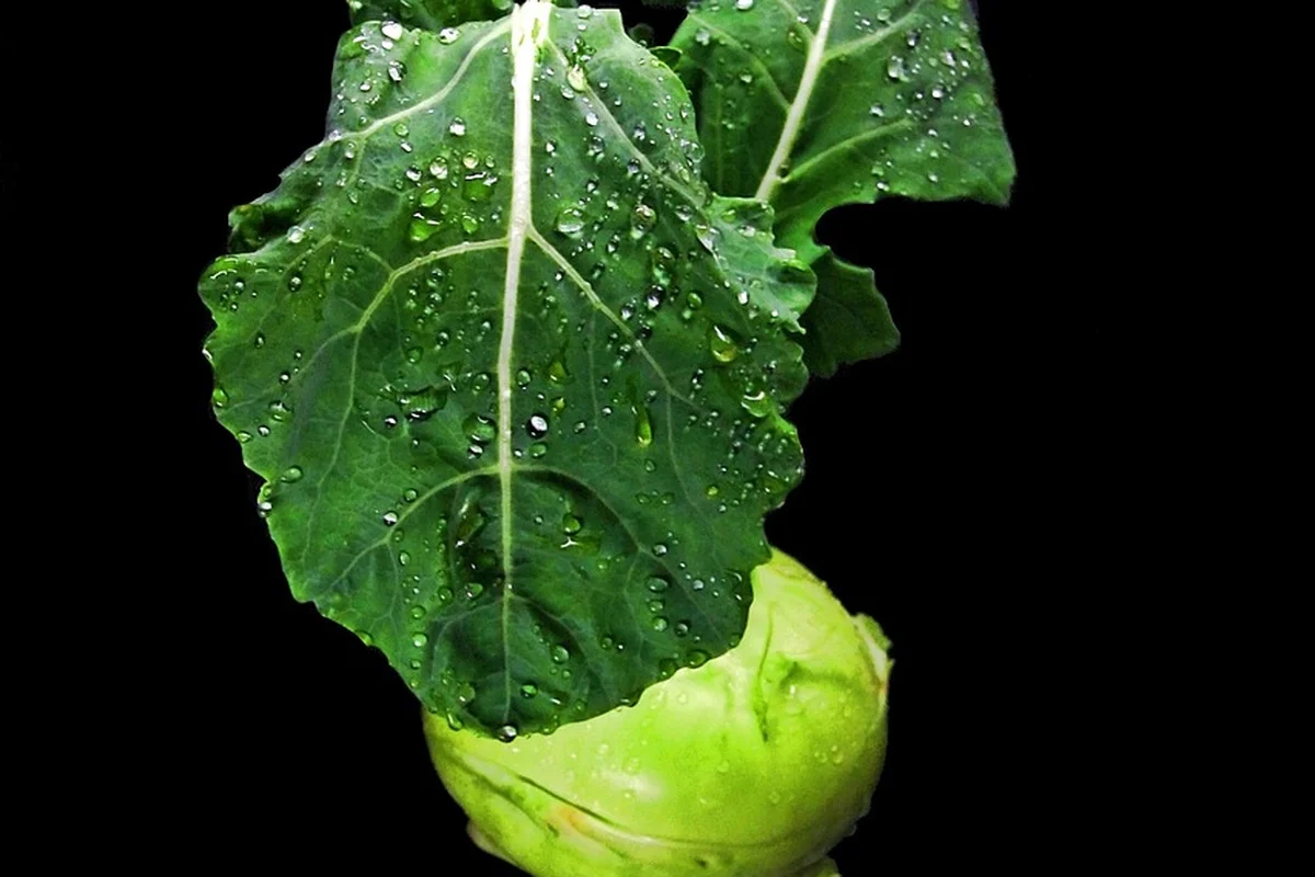 Close-up of a fresh green kohlrabi plant with large leaves and a bulb at the base, with water droplets on the leaves against a black background.