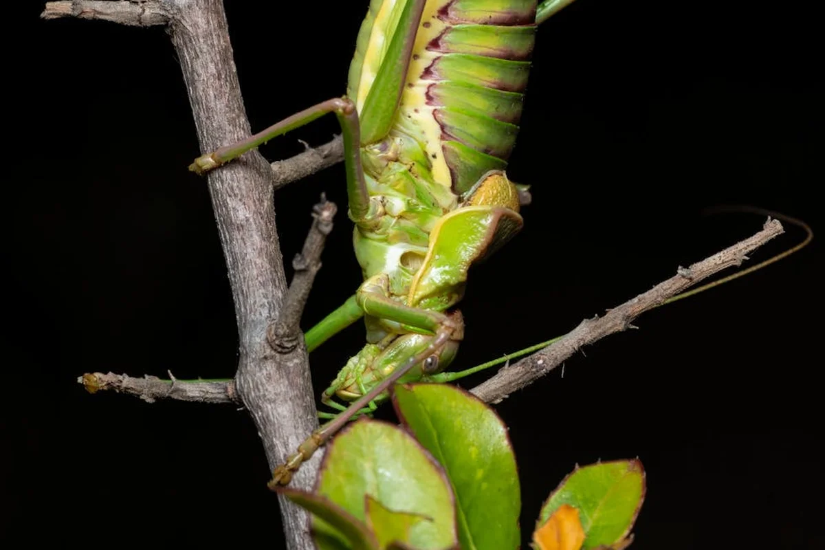 Close-up of a green mantis clinging to a branch with leaves, against a dark background.