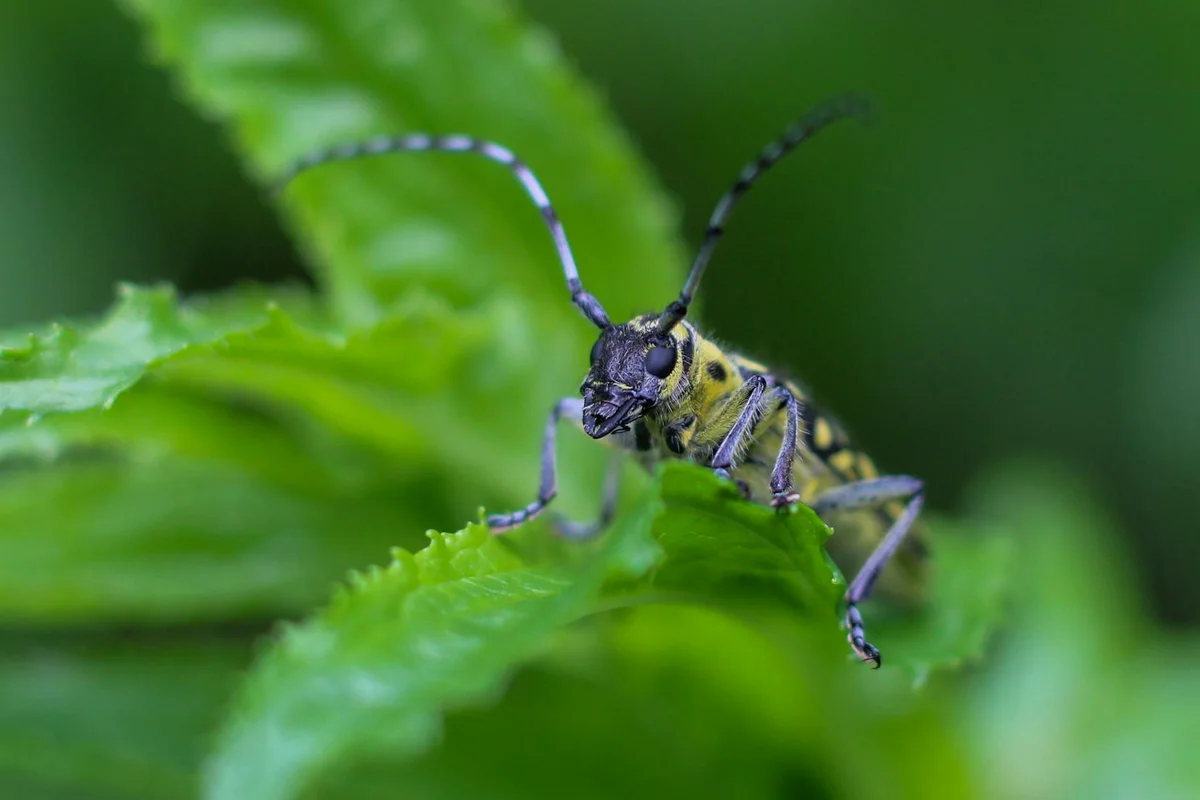 Close-up of an adult beetle with striped yellow and black markings and long antennae perched on a green leaf