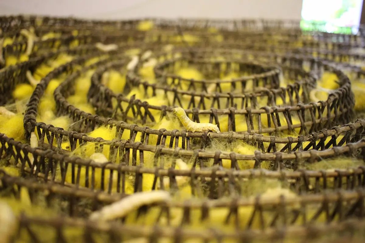 Rows of mealworms in metal racks, ready to be fed to bearded dragons