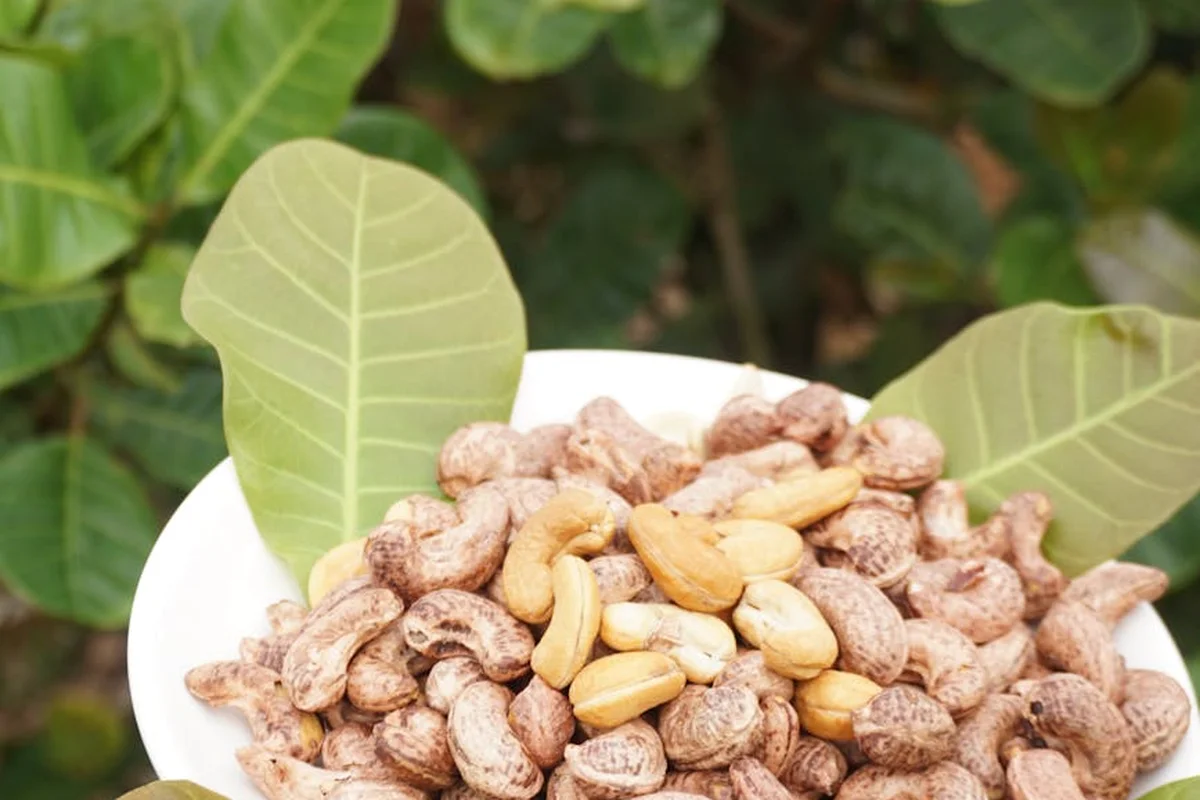 A white bowl filled with mixed nuts rests among large green leaves.