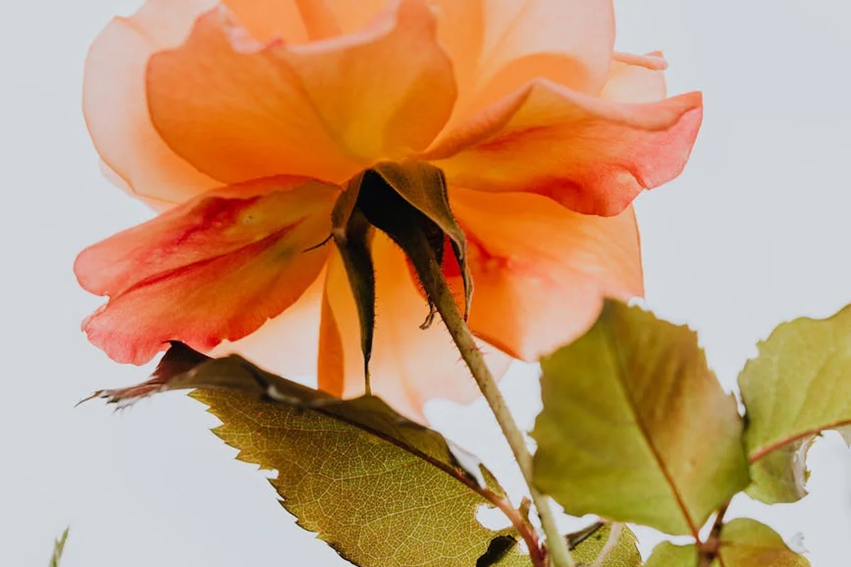 Close-up of an orange rose bloom with green leaves against a pale sky