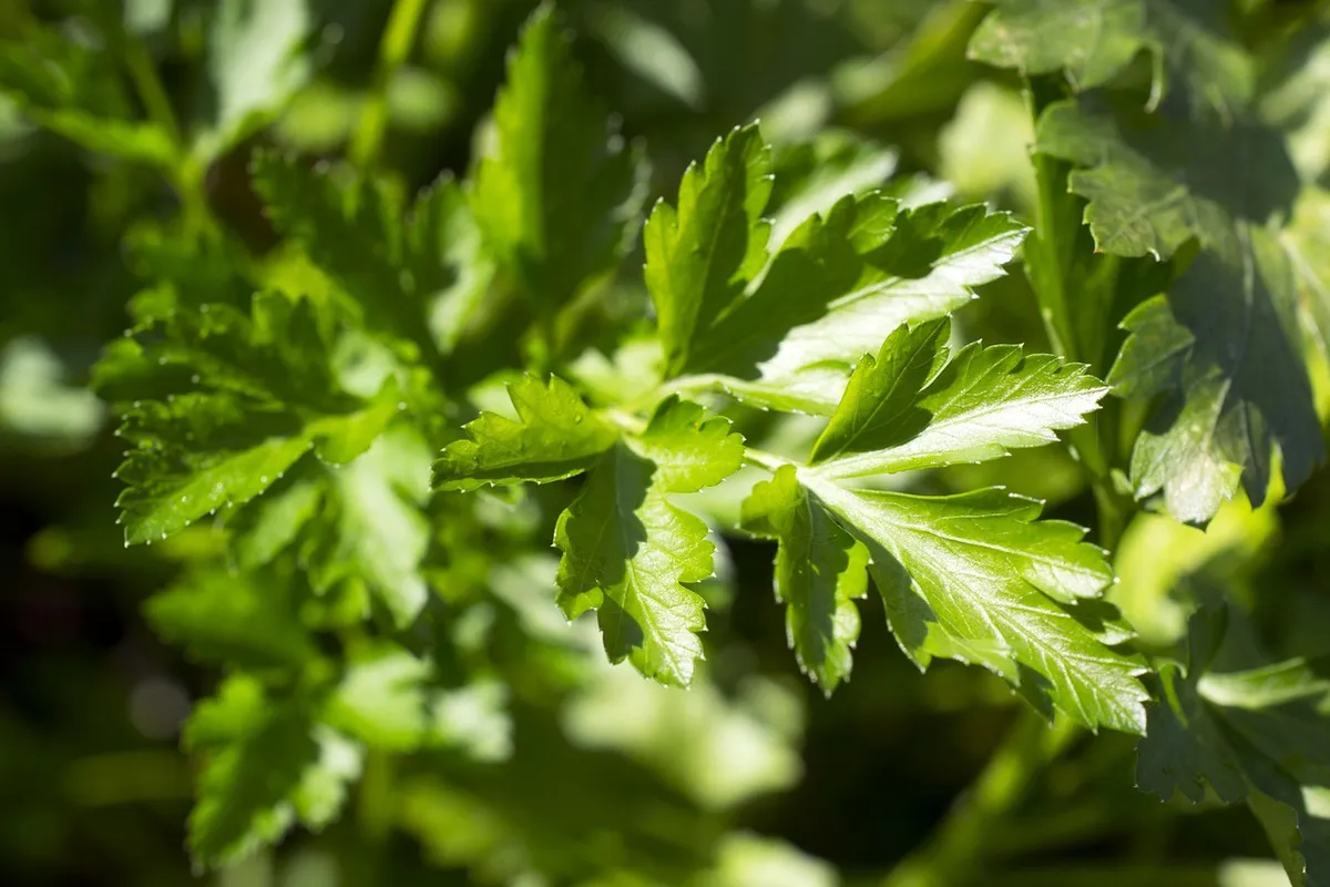 Close-up of fresh parsley leaves in bright light.