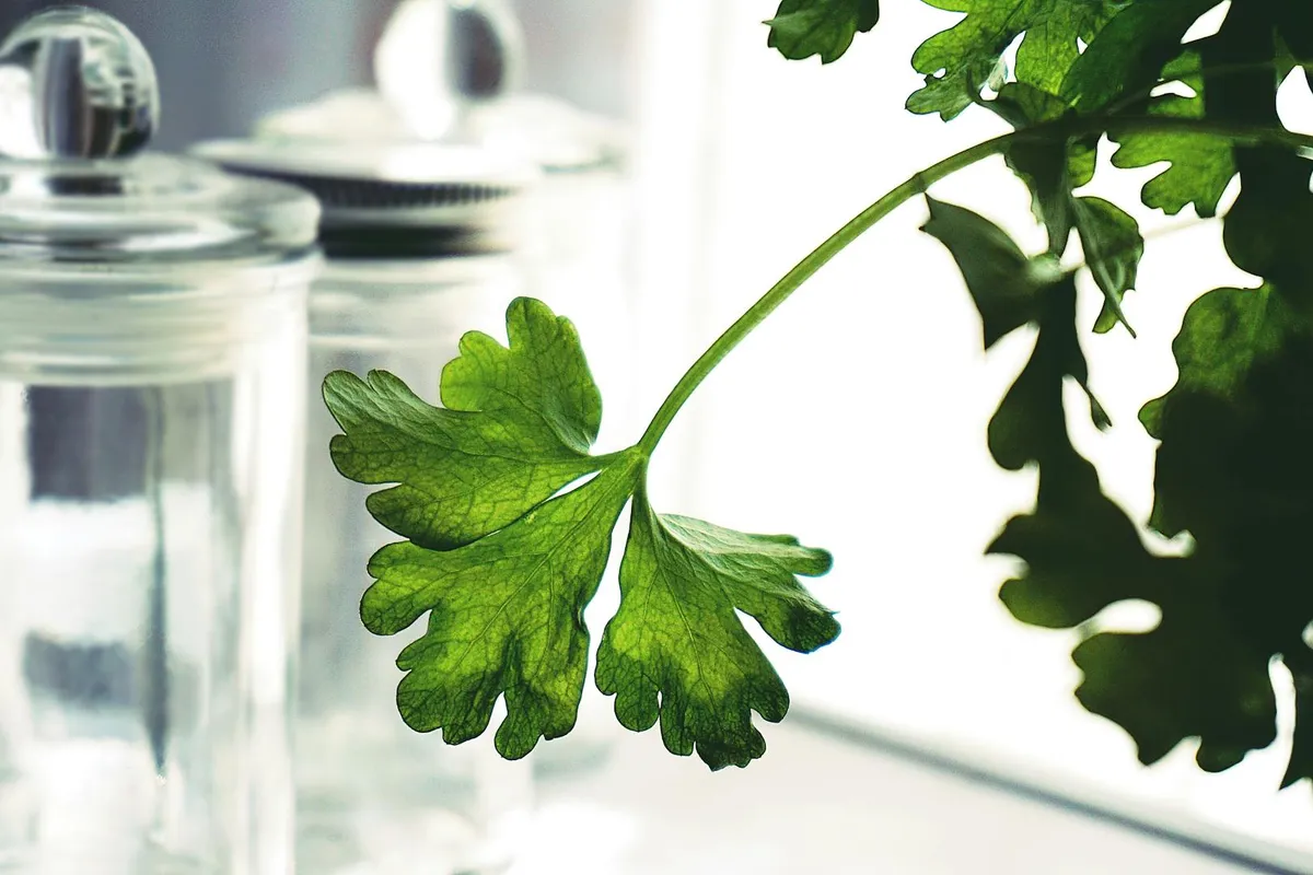 Close-up of a fresh parsley leaf hanging near glass jars in bright light.