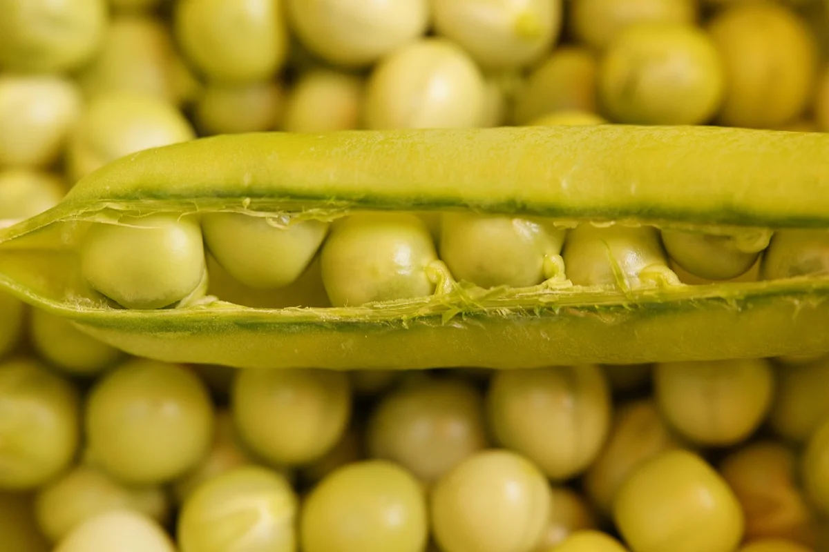 Close-up of yellow-green peas in an opened pod with peas visible inside and scattered peas in the background