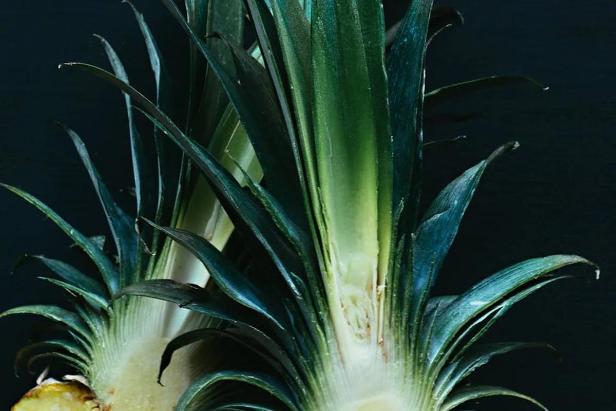 Close-up of a pineapple's green, spiky leaves against a dark background.