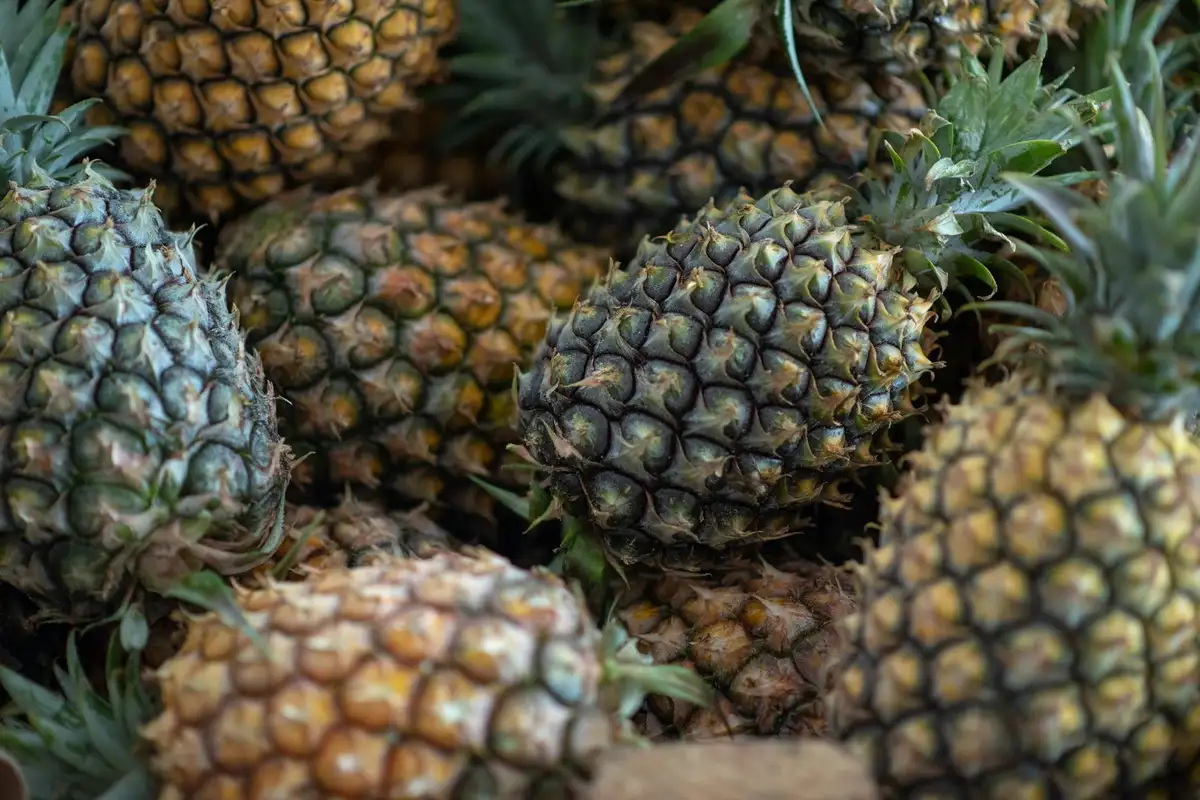 Pile of fresh pineapples with green crowns