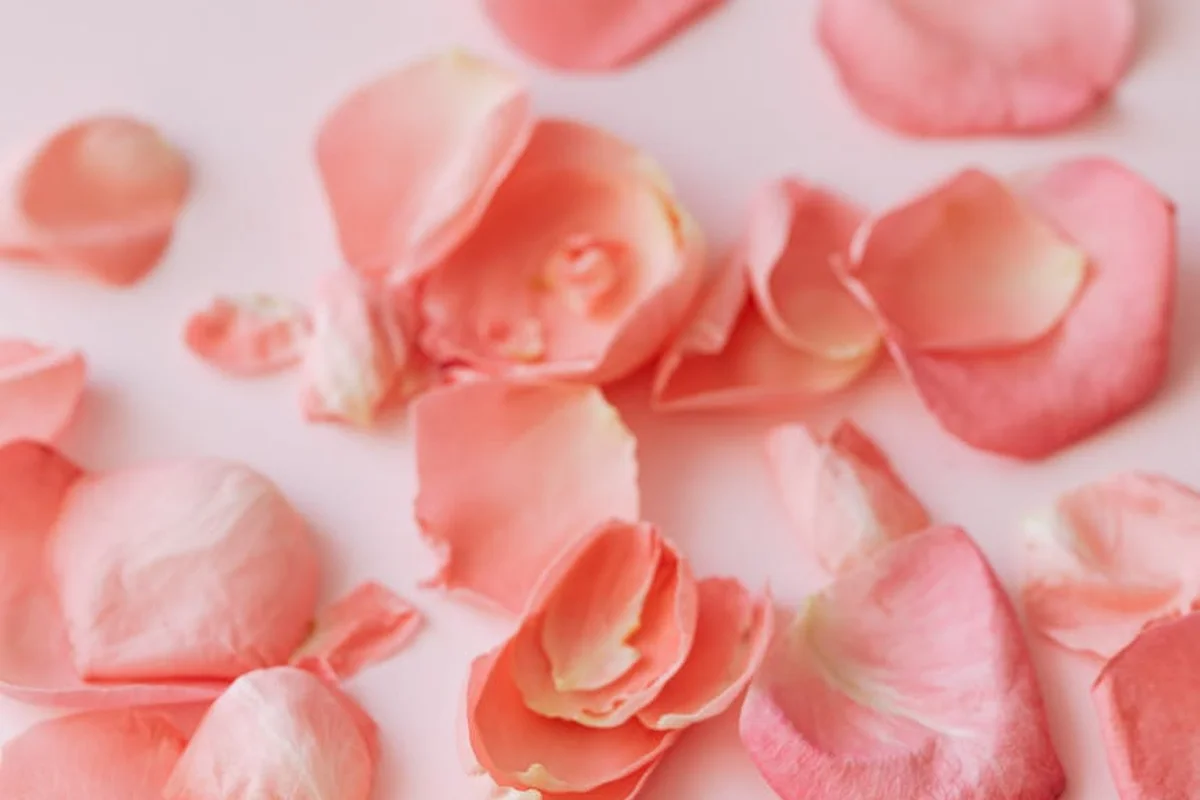 Close-up of scattered pink rose petals on a soft pink background