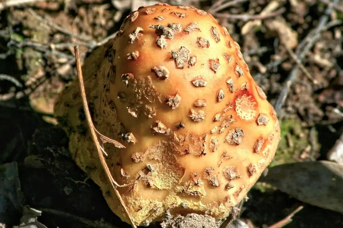 A poisonous-looking orange-brown mushroom with a rough, warty surface on the forest floor