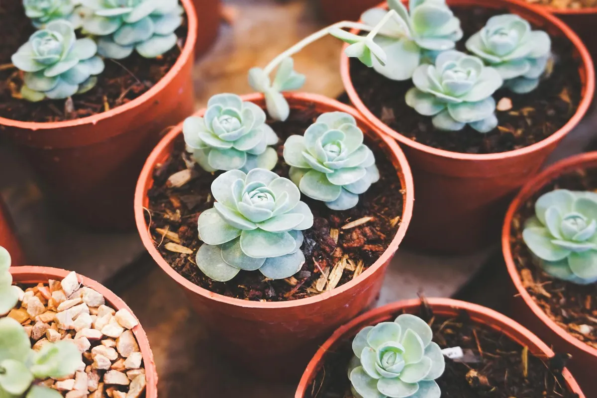 Group of blue-green rosette succulents in terracotta pots arranged together