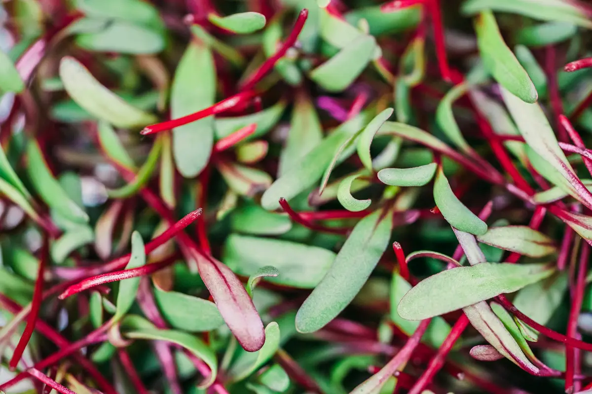 Close-up of green leaves with red stems, a cluster of leafy greens