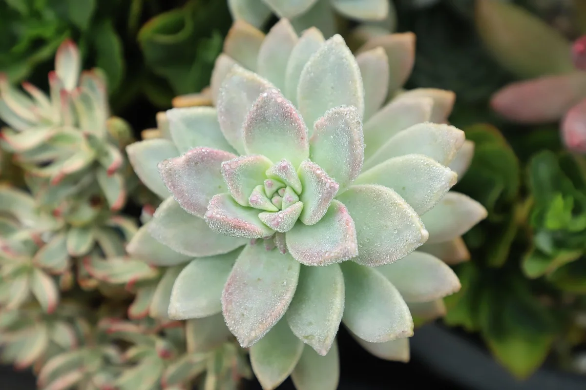 Close-up of a pale-green rosette succulent (likely an echeveria-type plant) with pink-tinged edges.