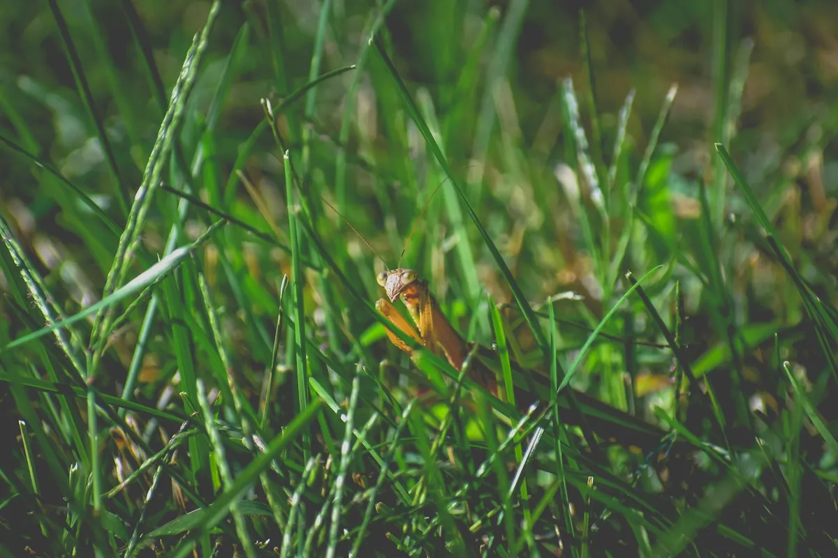 A small lizard perched among green grass, illustrating alternative feeding ideas for reptile diets