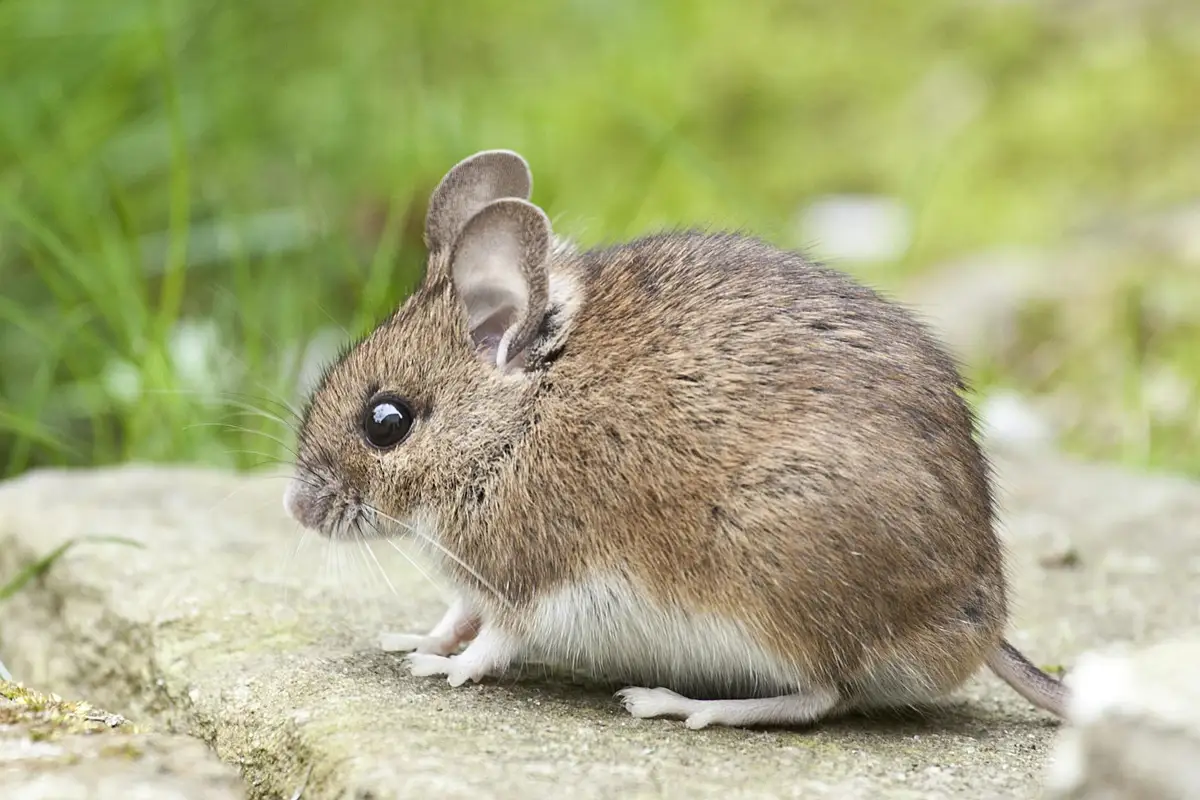A small brown wild mouse on a stone path outdoors.