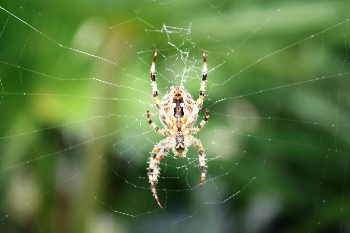 Close-up of a spider in its web with a green, blurred background.