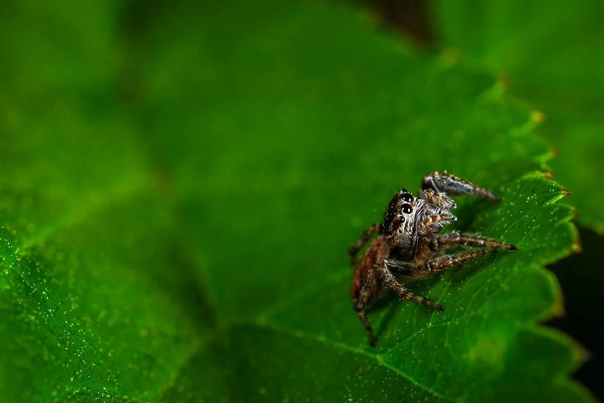 Close-up of a small spider perched on a bright green leaf.
